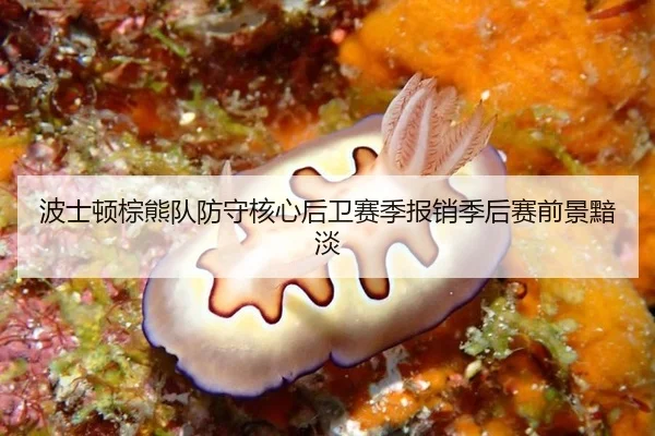bo-shi-dun-zong-xiong-dui-fang-shou-he-xin-hou-wei-sai-ji-bao-xiao-ji-hou-sai-qian-jing-an-dan-2-905.jpg